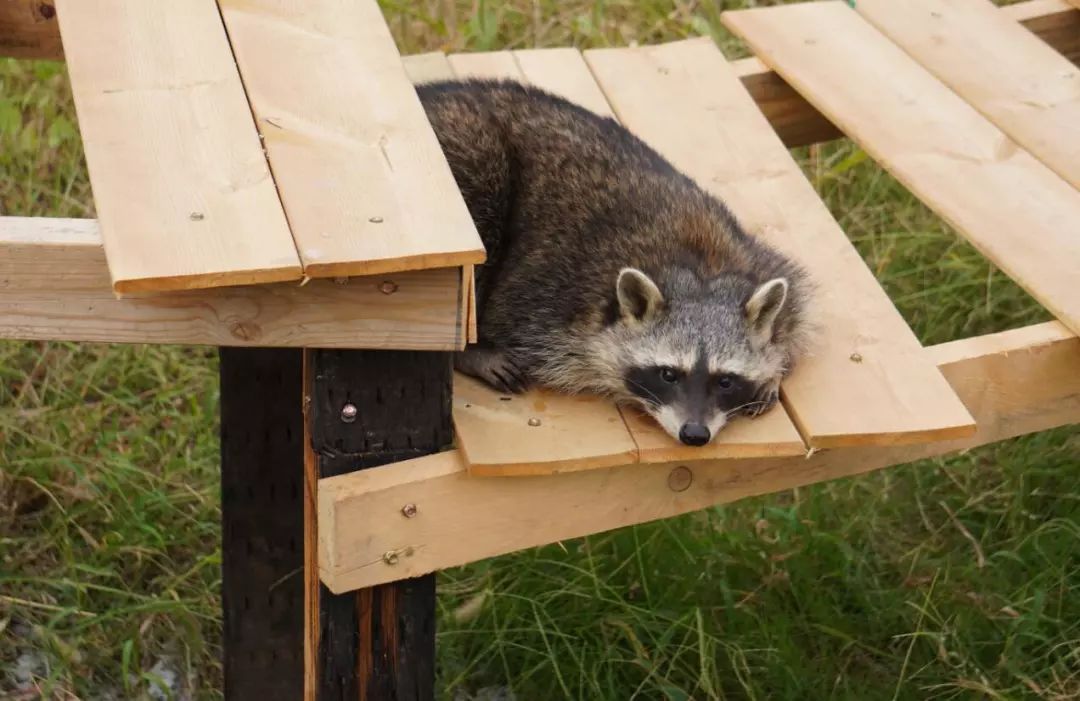 金牛湖野生动物王国过年去怎么样,金牛湖野生动物王国游玩时间