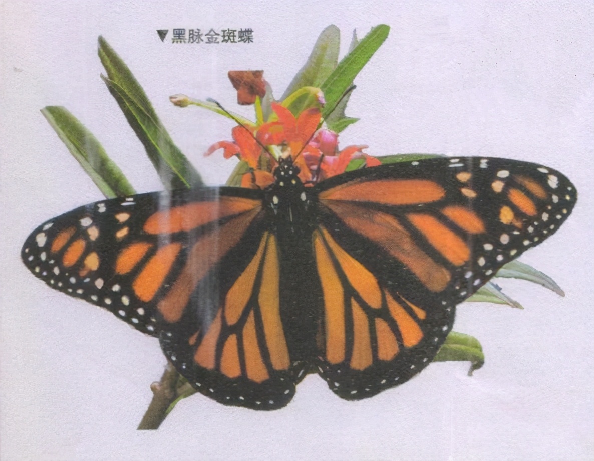 昆虫样子特点,昆虫视觉是什么样的