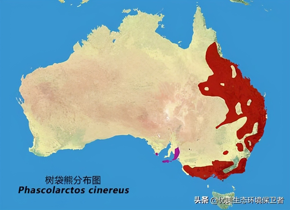 树袋熊慢动作,树袋熊也叫树懒么