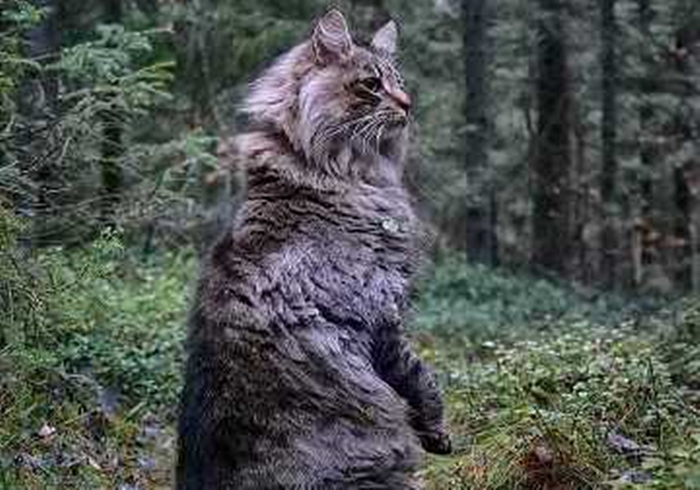 芬兰居民”云养“霸王猫，观其壮硕体型，网友感慨：这是熊吧？