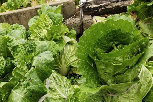 卷心菜和大白菜哪个更有营养,白菜娃娃菜生菜甘蓝