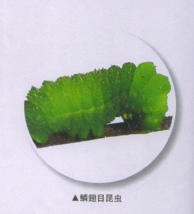 昆虫样子特点,昆虫视觉是什么样的