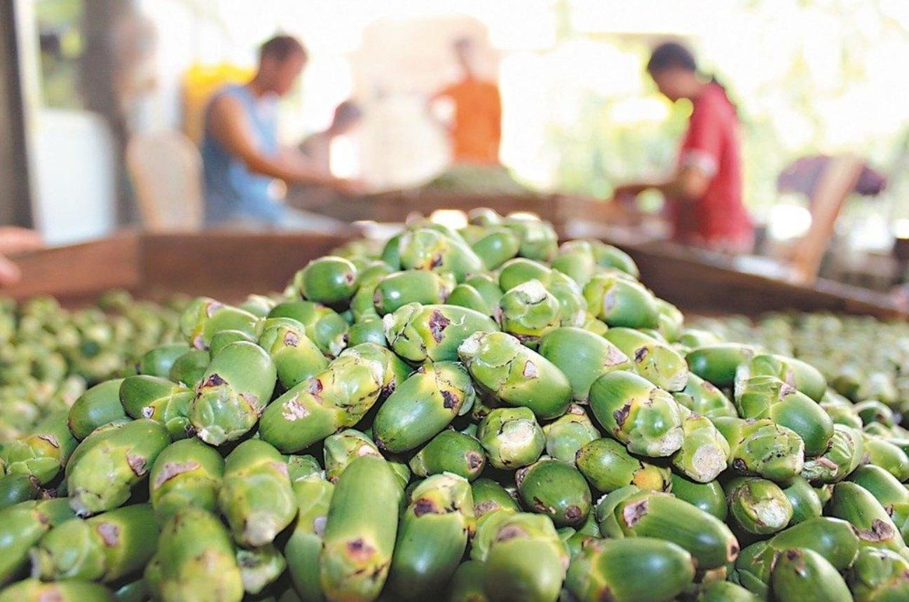 嚼槟榔到底有多大的危害,槟榔的毒性到底有多强