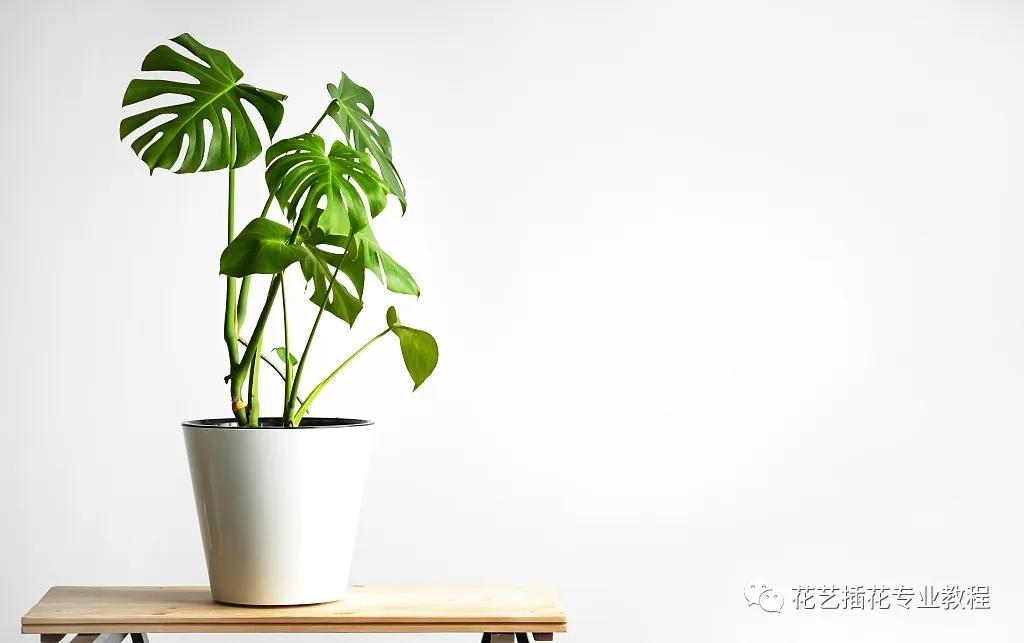 刚开业的花店怎么进货,想开家花店花从哪进货