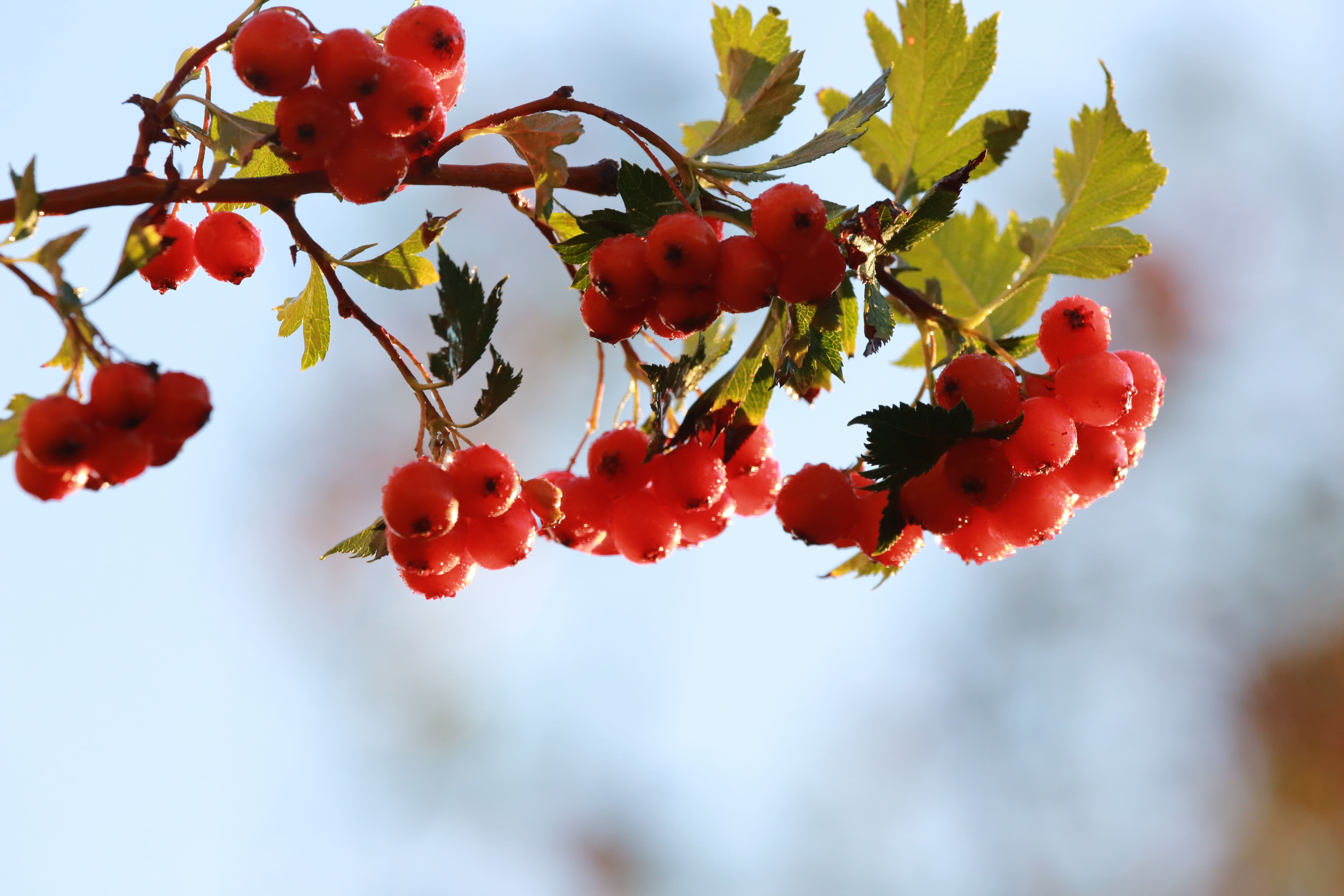 花语大全100种花的花语,100种象征着爱情的花的花语