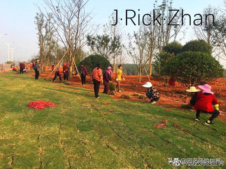 高尔夫果岭草坪家庭院子种植,麦冬草坪种植方法和注意事项