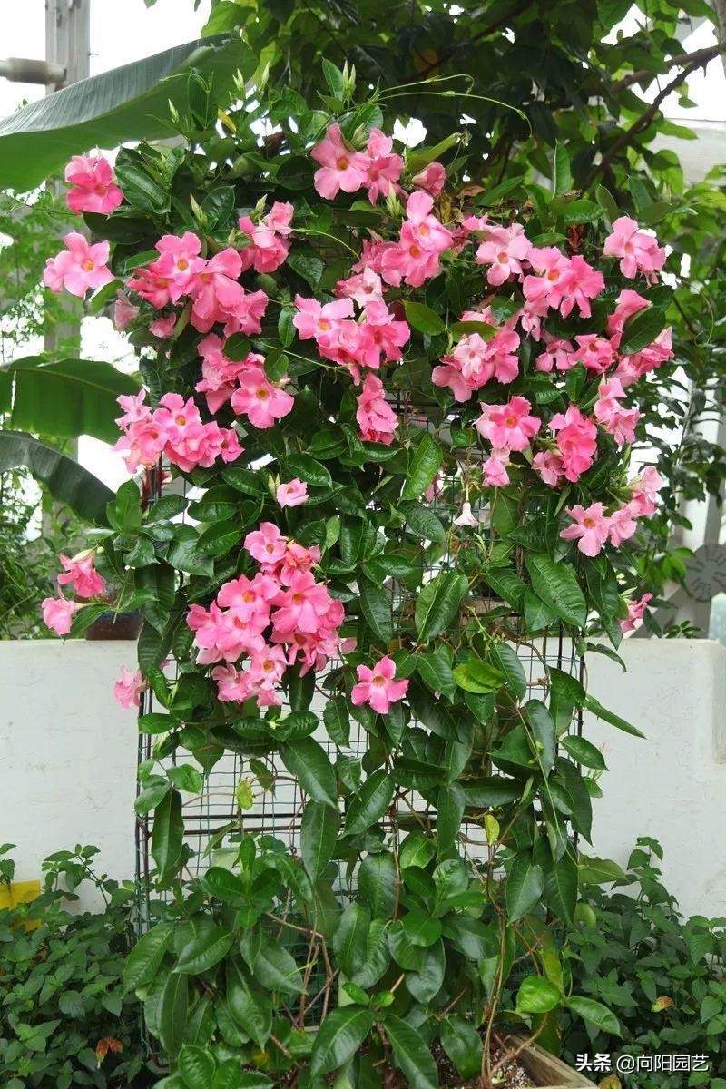 飘香藤盆栽几年结果的,飘香藤怎么养才可以开花