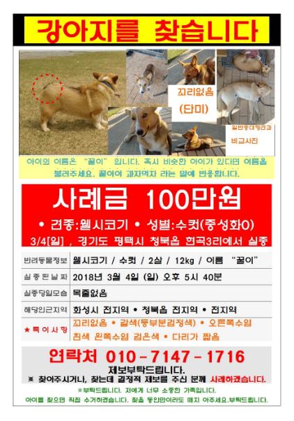 扑杀柯基犬后续,柯基犬被宰杀