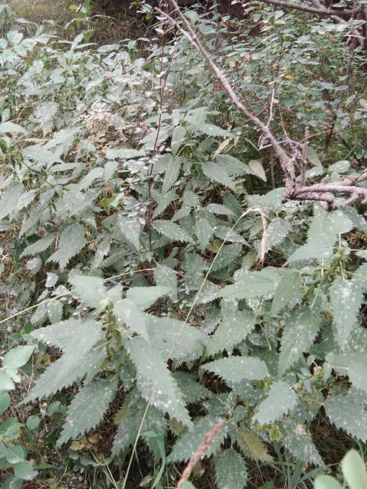 野草莓有没有勾起你们的童年记忆,儿时野草莓
