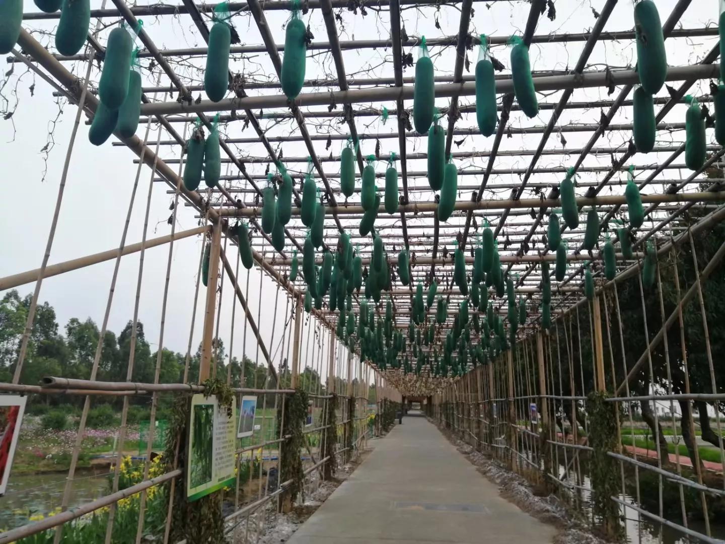 番禺地铁7号线旅游攻略,广州番禺七号线游玩攻略