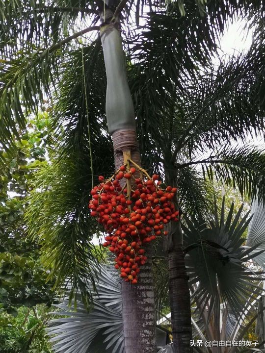 菲律宾长滩还能去吗,菲律宾长滩岛的海