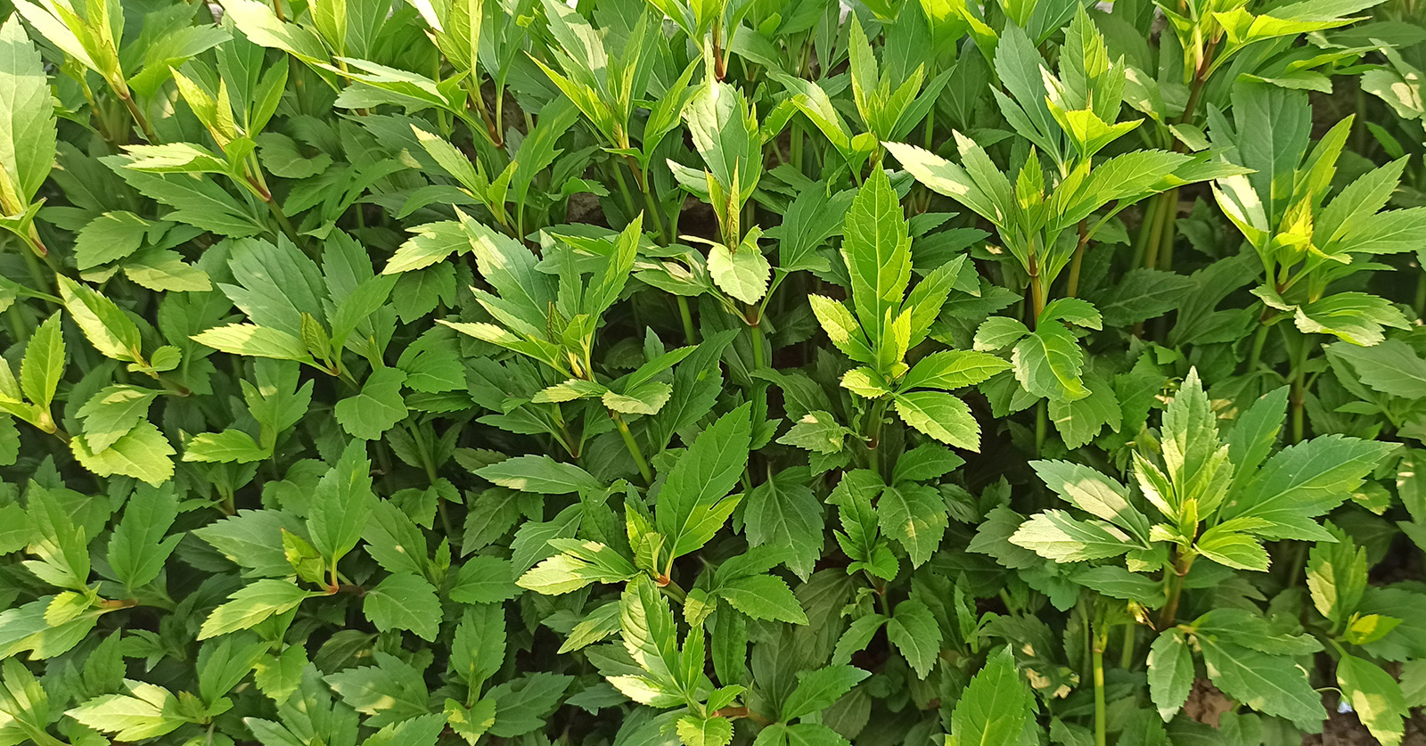 上山采蘼芜是什么体裁的诗歌,上山采蘼芜是汉乐府民歌吗