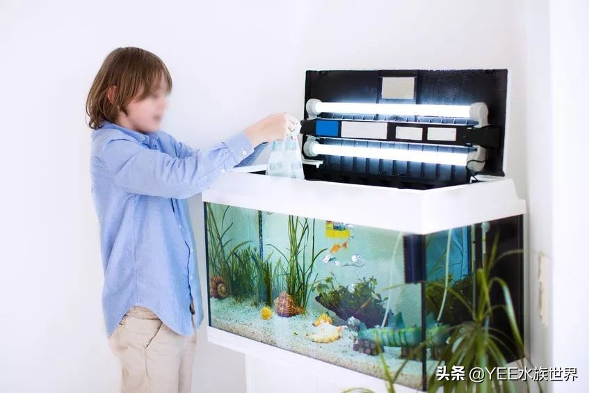 硝化细菌正确使用方法直播,硝化细菌正确使用方法加哪里