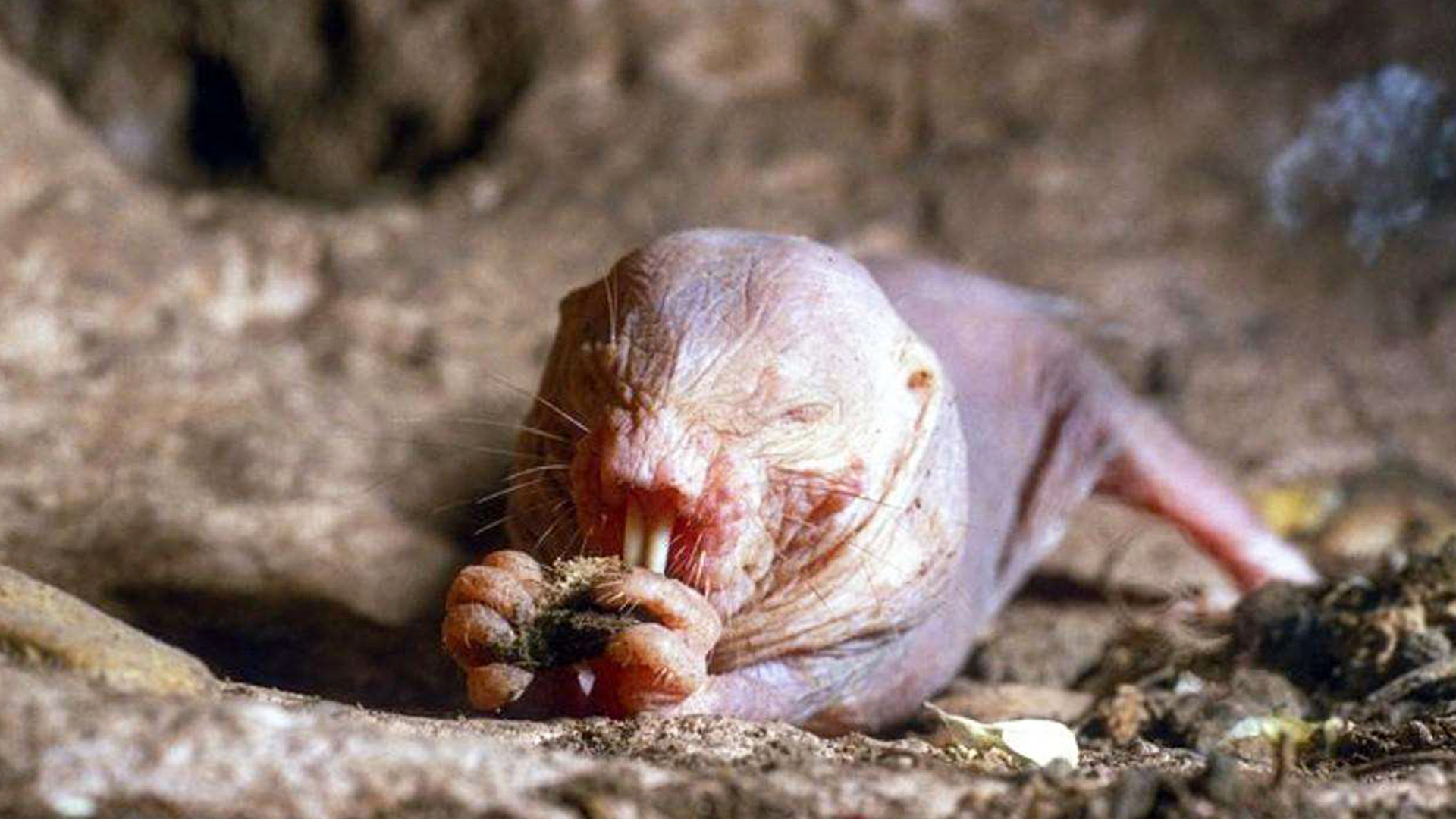 蜗牛智商高的动物,盘点动物世界最慢的动物蜗牛