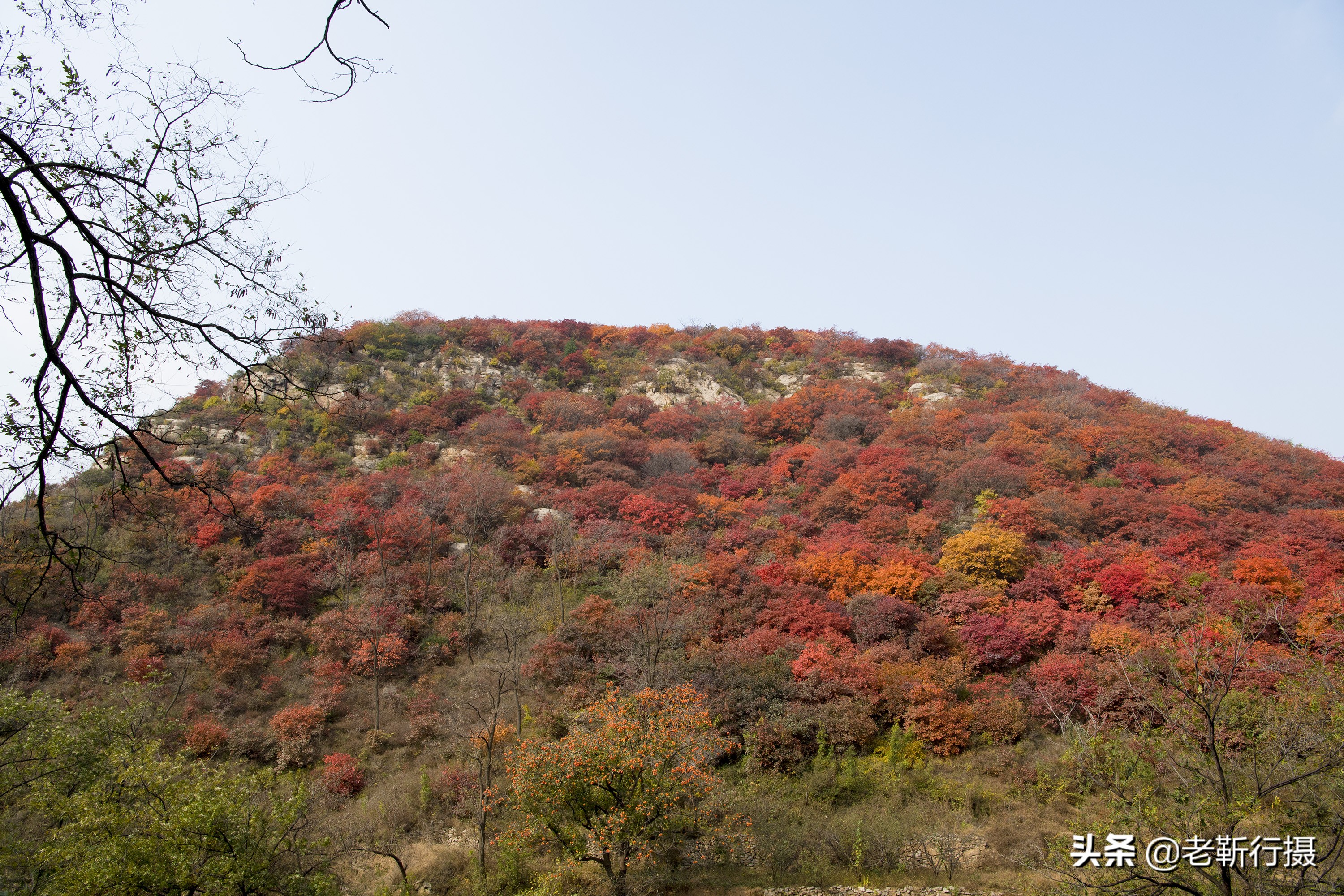 济南近郊赏红叶攻略无门票小众,济南红叶谷今年最佳观赏红叶时间