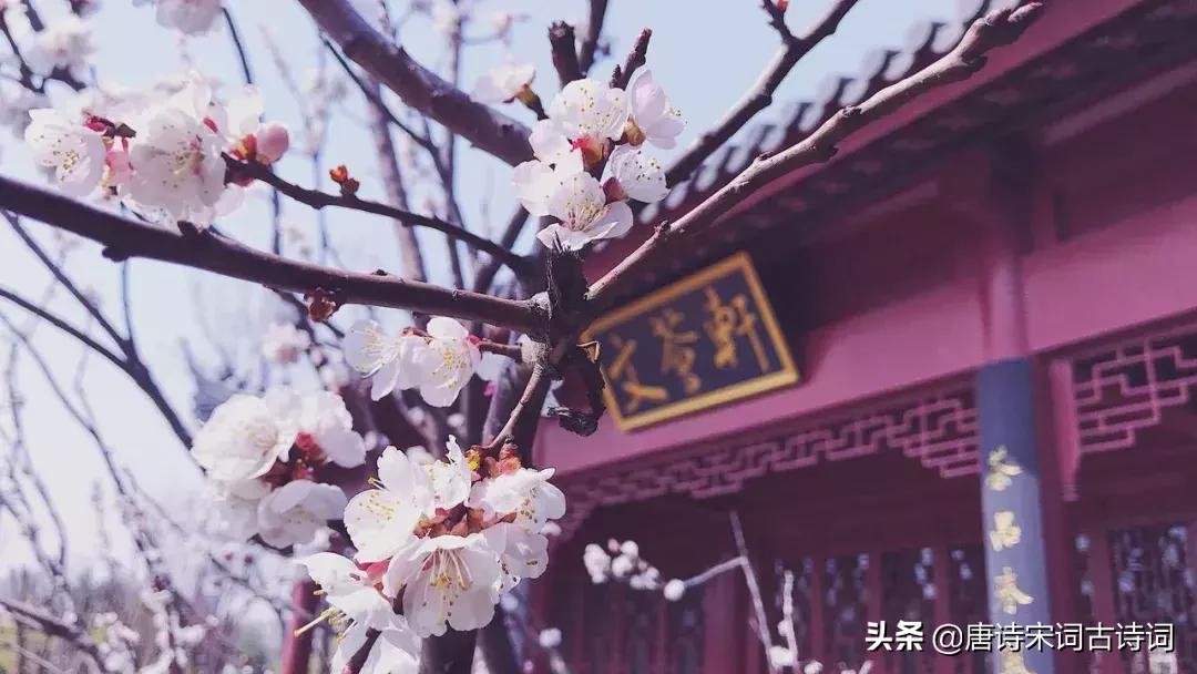 诗词歌赋雅俗共赏,诗酒花茶琴棋书画七言绝句