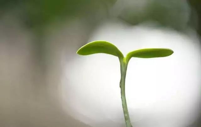 有什么方法利于种子发芽,种子怎样种能提高发芽率