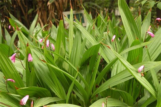 白芨种苗当前价格,白芨种苗价格多少一株