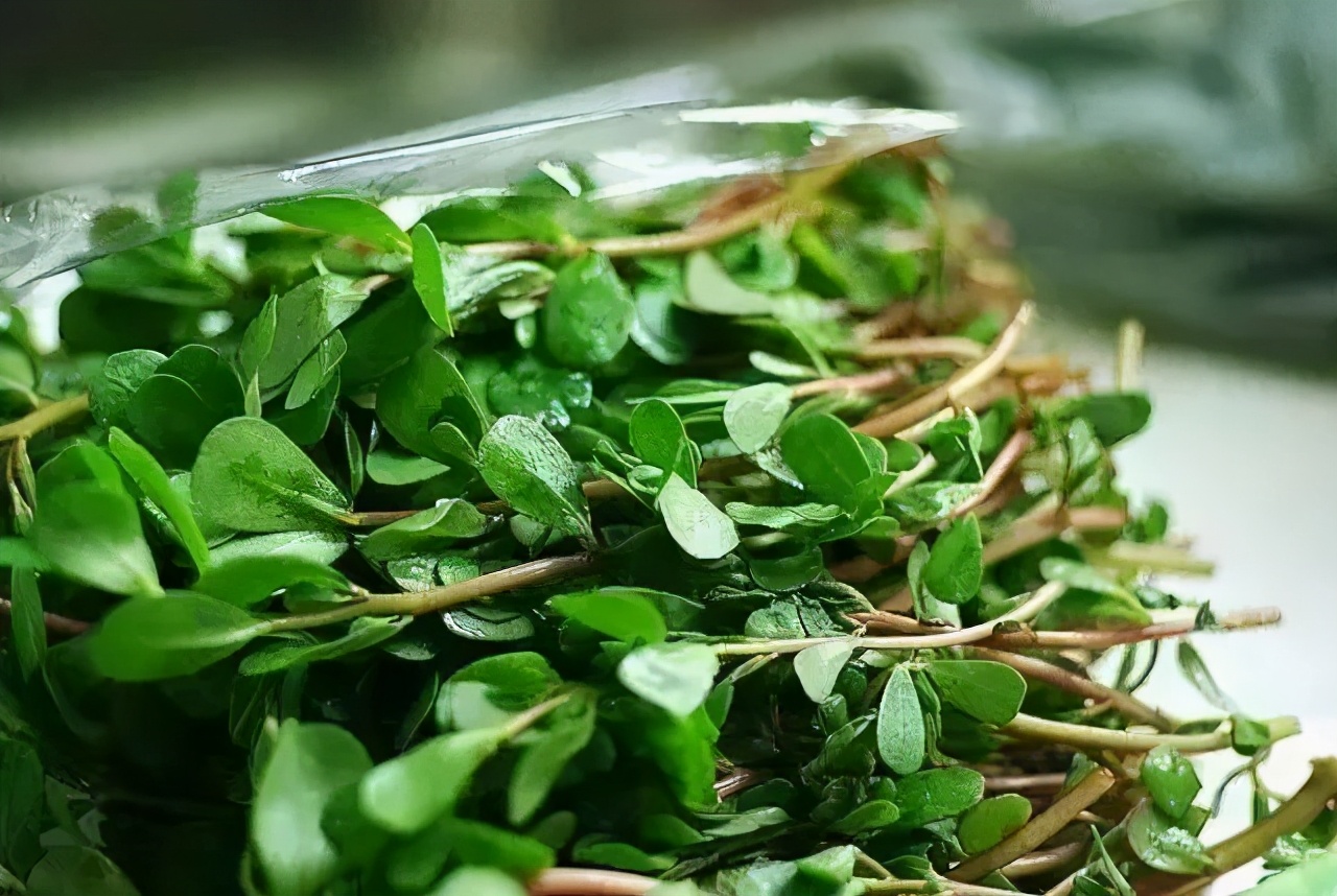 仲春初四日春色正中分古诗,今日春分昼夜平分春意融融