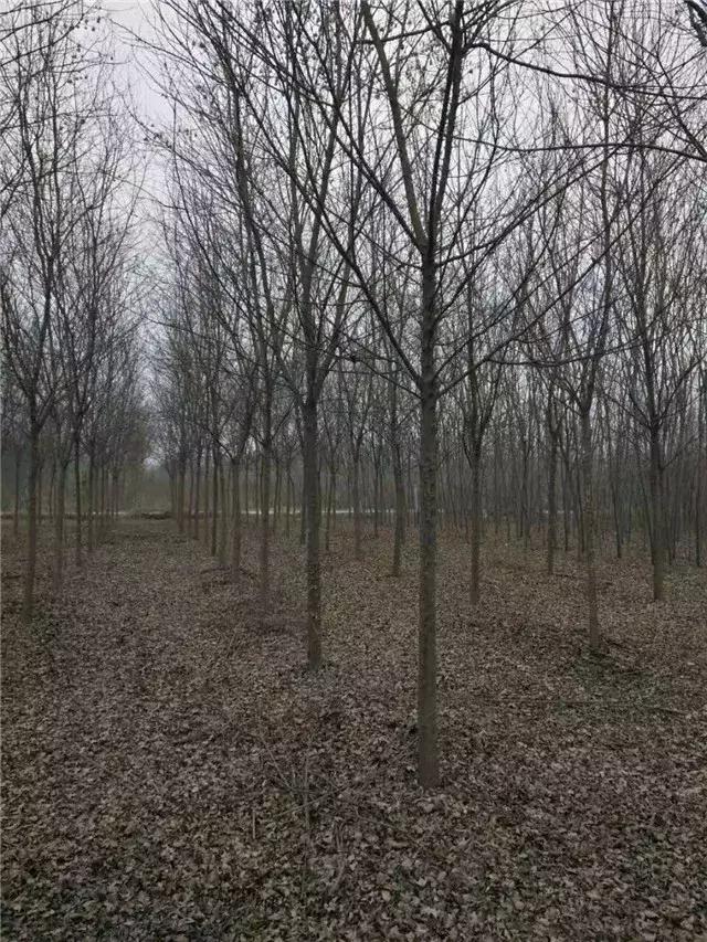 「苗木通新晋会员」湖州陈春耕：细节具体、价格适中、售后保障