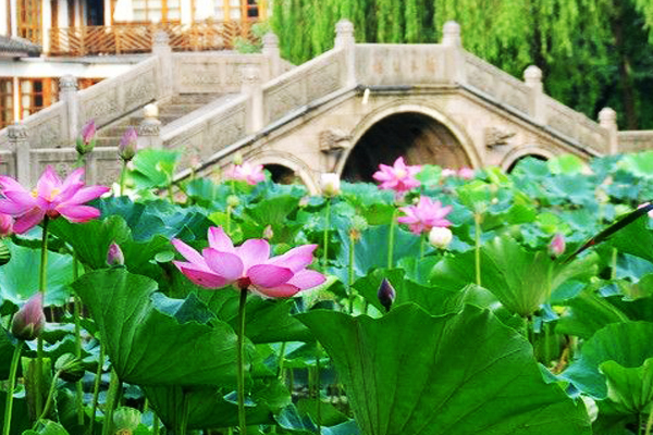 中国十大传统名花的植物文化,简述我国十大传统名花及其花文化
