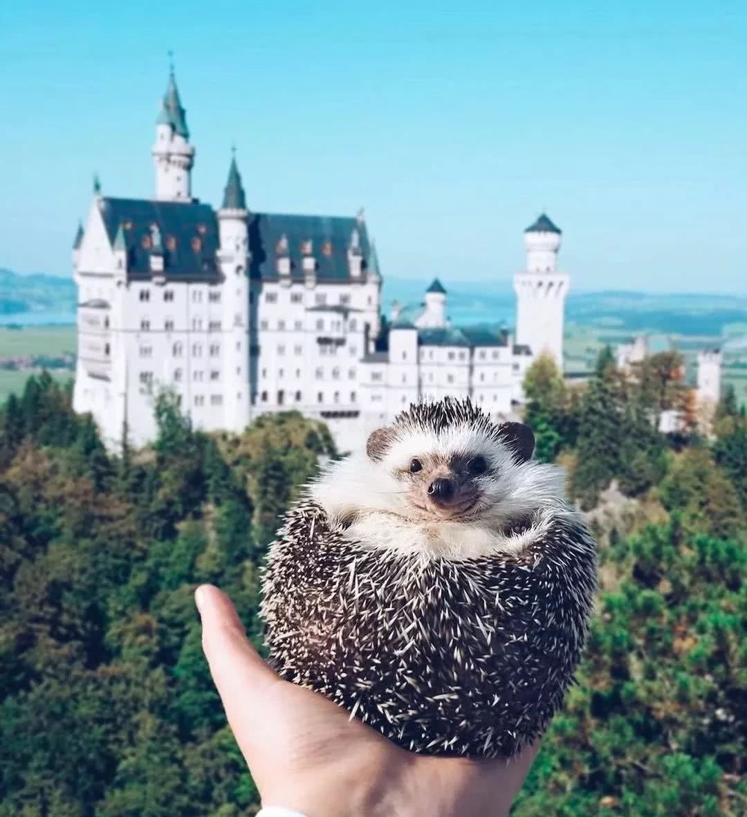 网红小刺猬——过成了你最想要的样子。