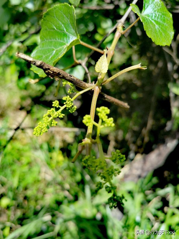 「追梦高山上的禅悟」探秘“南鳌太”越城岭，打卡鬼崽石