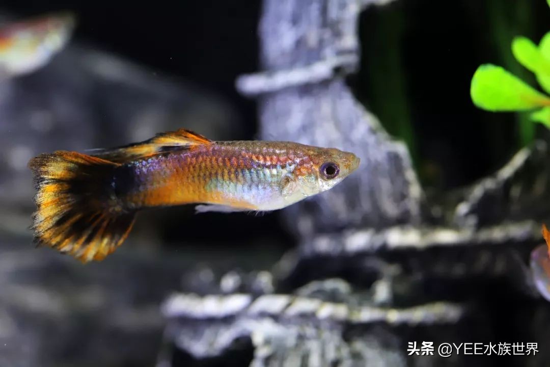 配一套一米的鱼缸多少钱,弄一个鱼缸大概需要多少钱