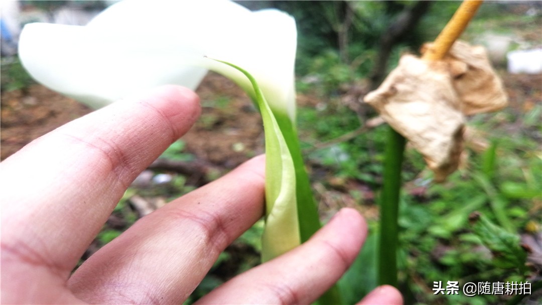 马蹄莲花的种植方法视频,盆栽马蹄莲花期过后怎么养殖