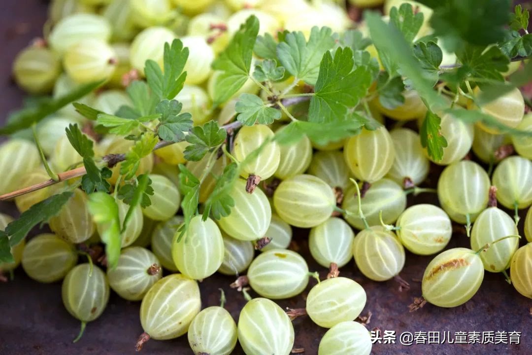 教程|适用于三年级以上—少儿美术课程《灯笼果》