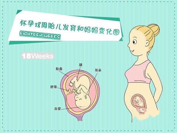 孕18周的胎儿是什么样子的,怀孕18周胎儿头围138mm正常吗