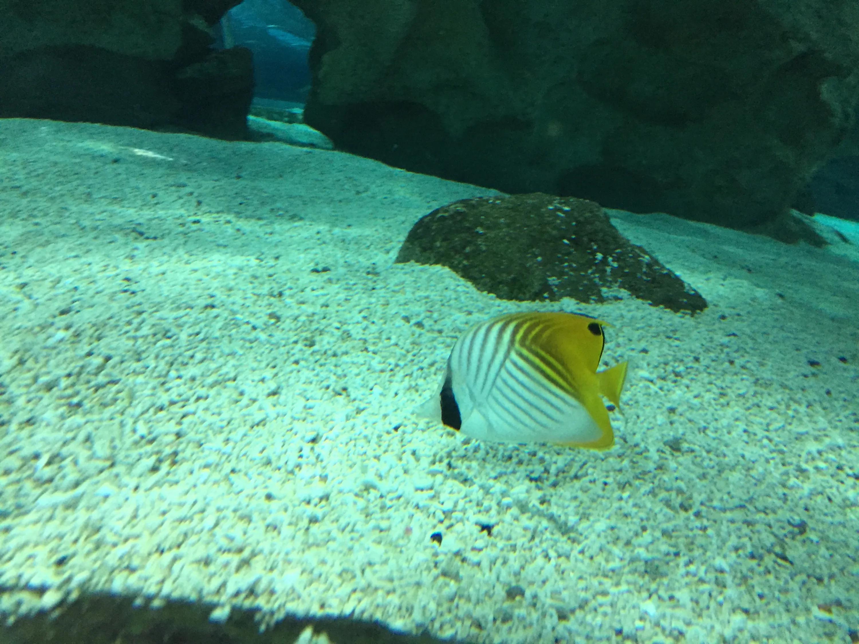 富国海底世界京津冀,富国海底世界门票京津冀卡优惠