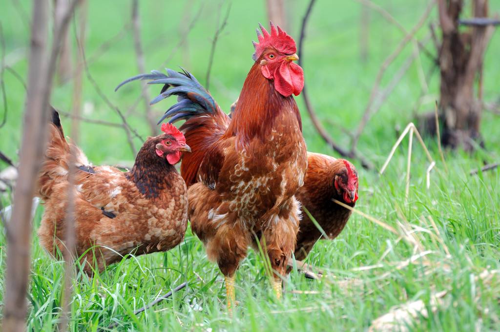 家禽疾病与治疗方法,家禽春季流行疾病防治方案及措施