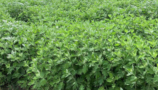 艾草乡土产业发展基本情况,艾草托起绿色致富梦