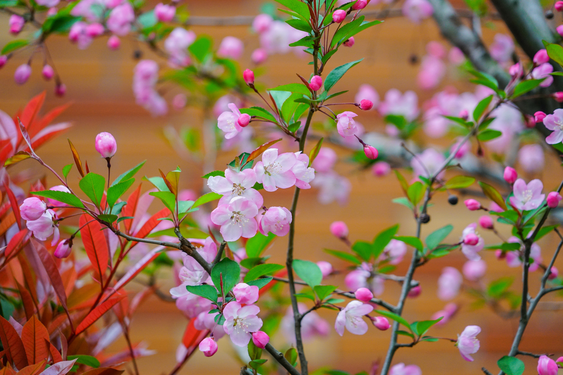 海棠春睡，只一位美人怎么比？太真妃子初出浴，西子娇妍比得无？