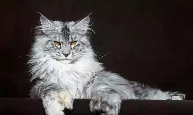 长毛猫的进化史,西伯利亚长毛猫缅因猫