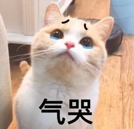 那些年失误的喵星人铲屎官已笑疯,喵星人的厉害行为报复铲屎官