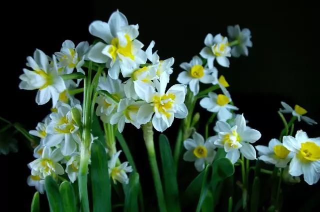 动物与植物有哪些成语故事,哪些成语与植物行为有关