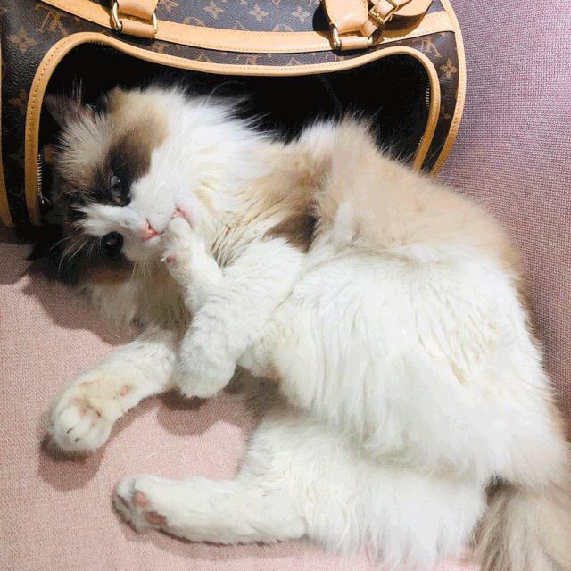 好看又大的宠物包,超好看的宠物包