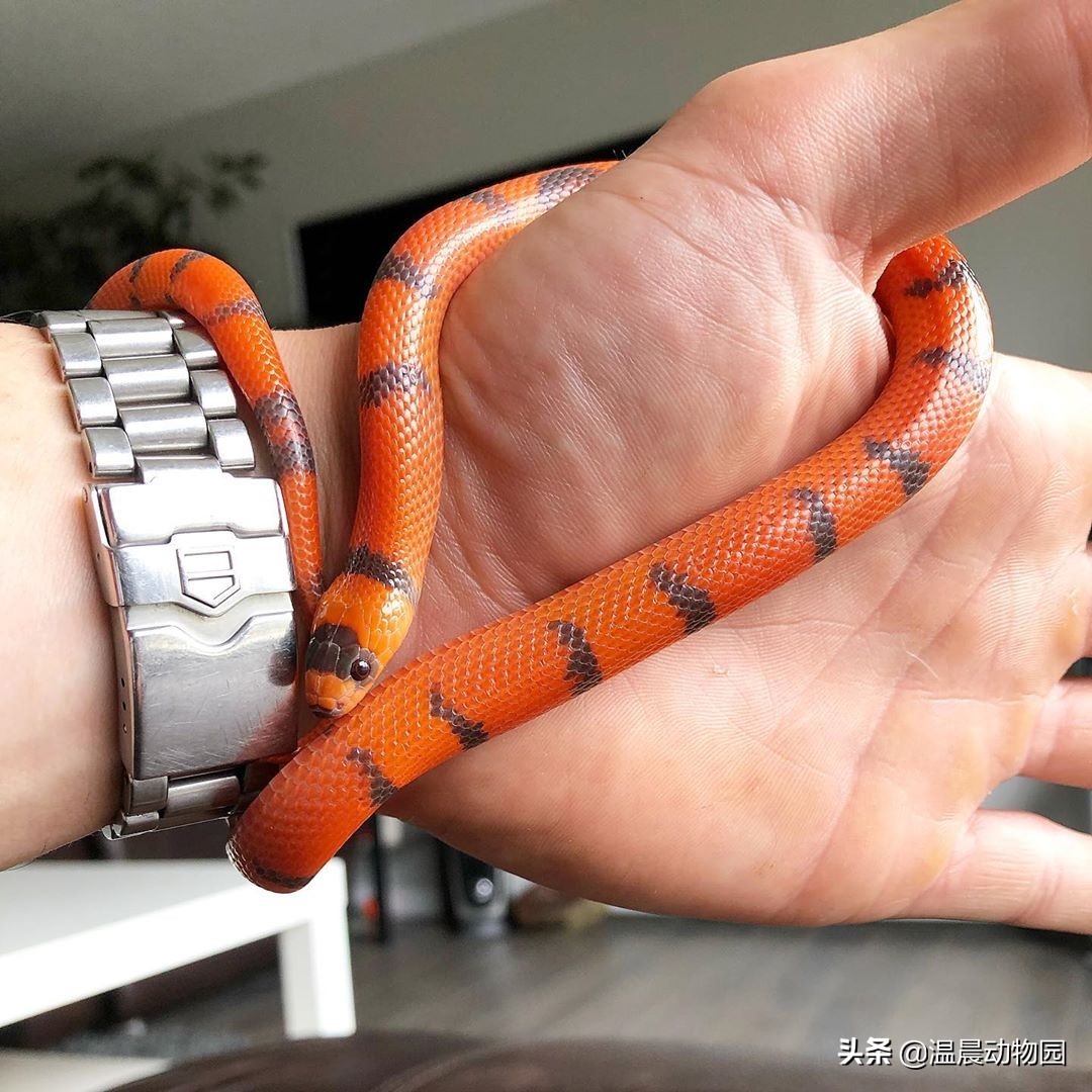 宠物蛇饲养指南,哪些没毒又可爱的宠物蛇可以养