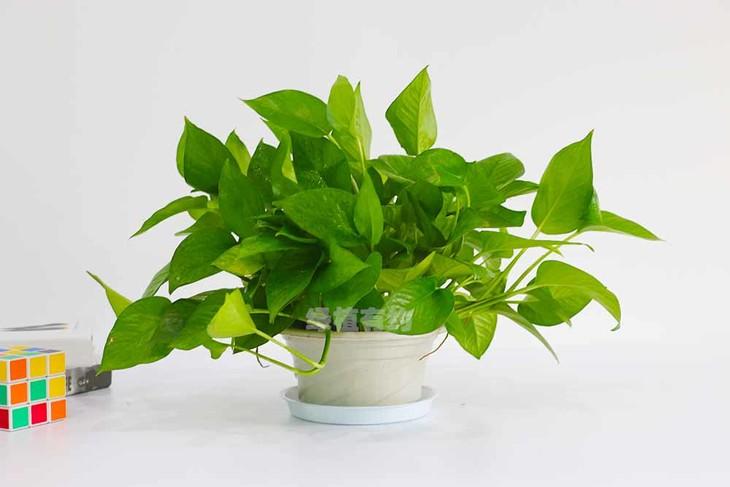 绿萝叶片发黄怎么挽救,绿萝为什么叶子发黄应该怎样管理