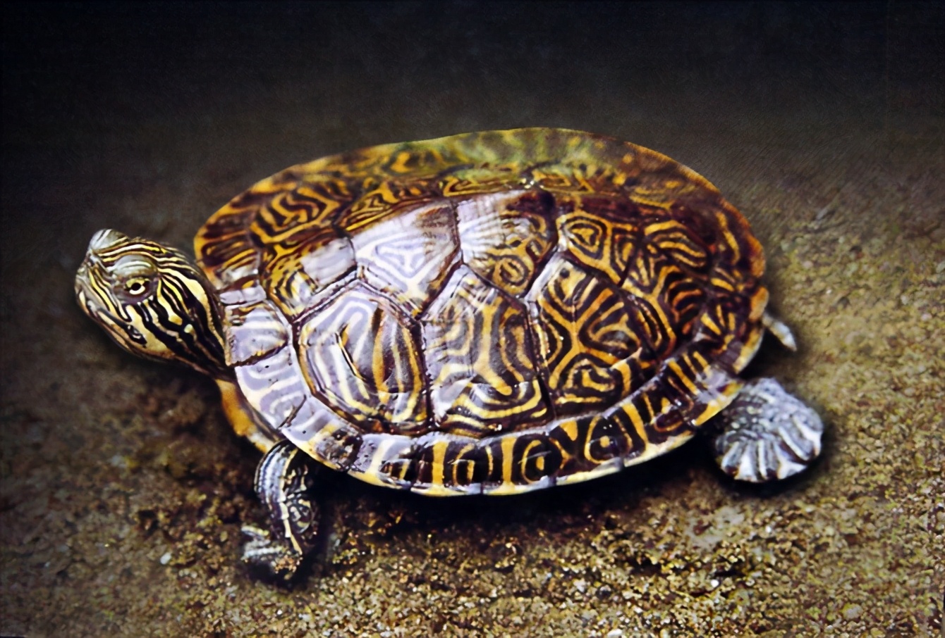 龟类大百科,大眼睛龟类