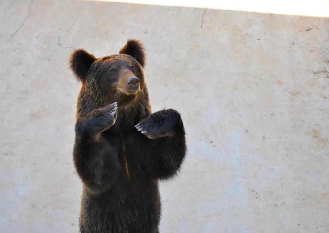 金牛湖野生动物王国过年去怎么样,金牛湖野生动物王国游玩时间