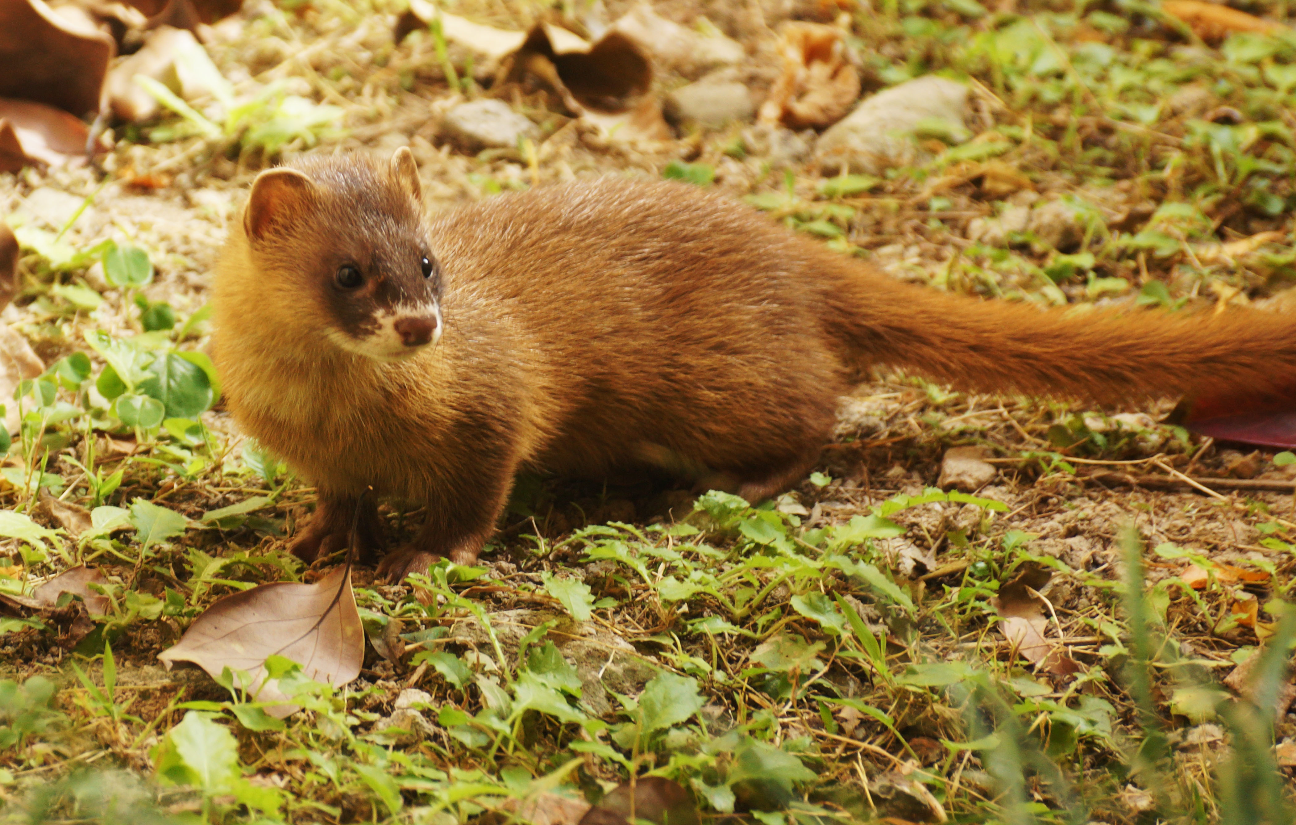 养殖黄鼠狼前景怎么样,黄鼠狼养殖有什么前景