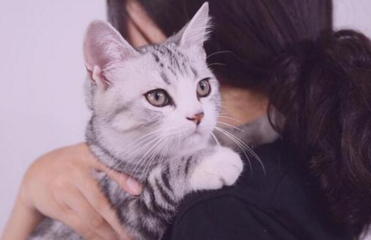 怎样才是正确的抱猫的姿势,怎样正确的抱猫还不会让猫咪挣扎