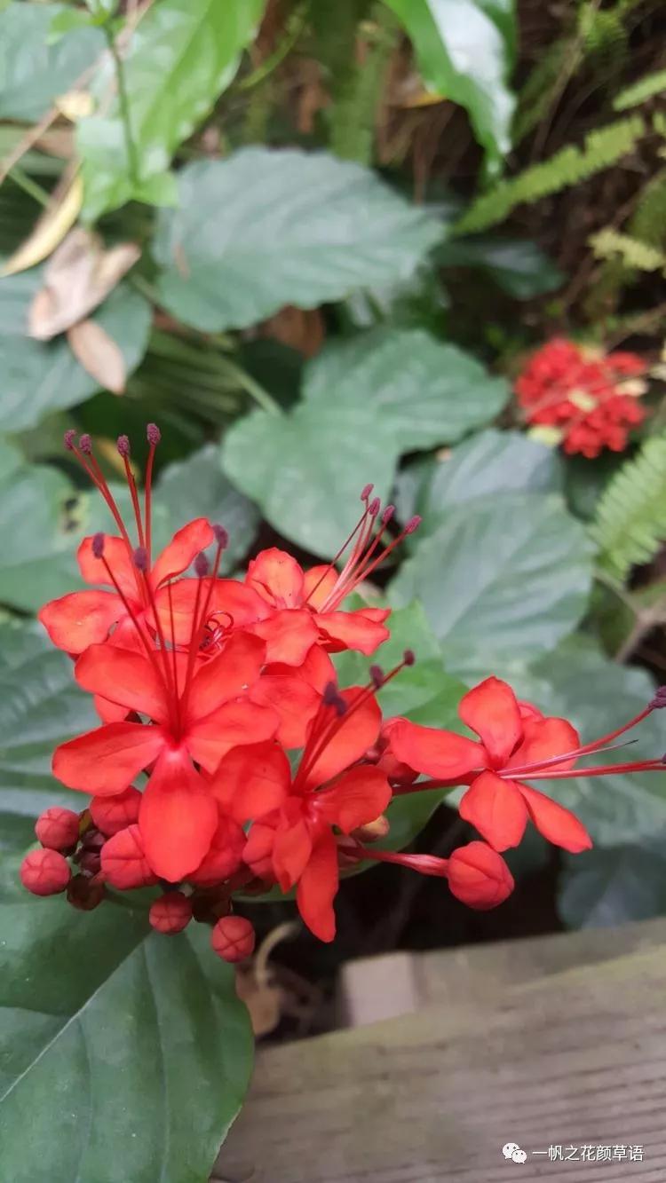 美丽赪桐（Clerodendrumspeciosissimum）