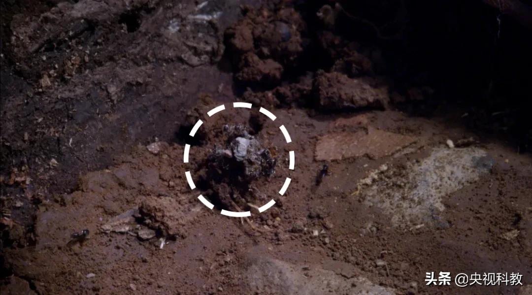 背着猎物尸体行走江湖，它这是“吃饱撑的”？