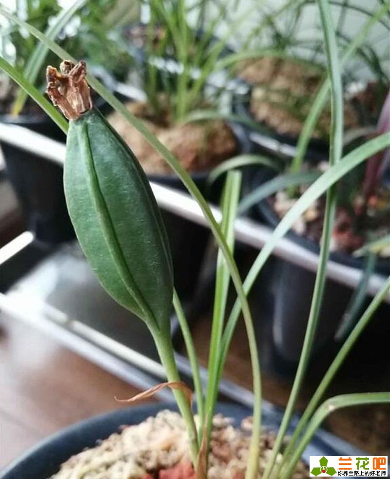 兰花是什么类型的植物,兰花承露叶形态特征