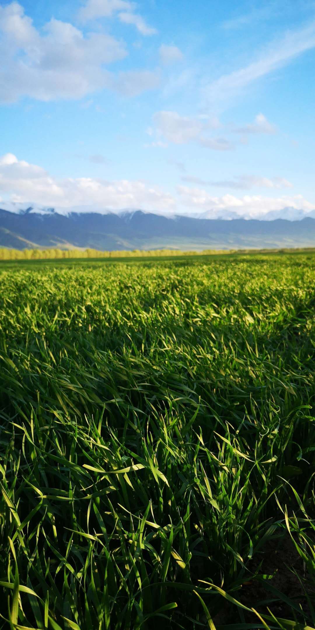 最完整人类大脑三维图像,人类大脑的结构图