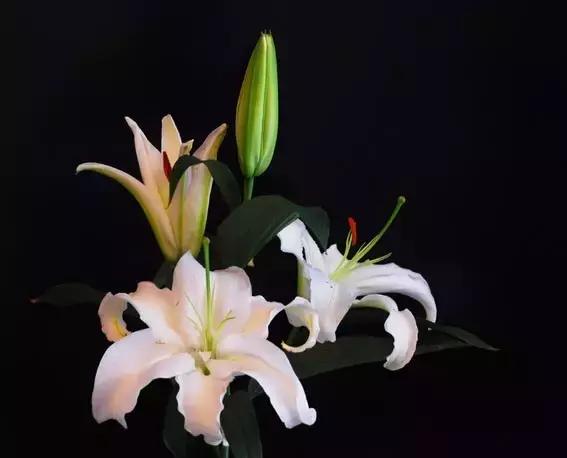 各类盆栽花语大全及寓意,各绿植寓意名字及花语大全